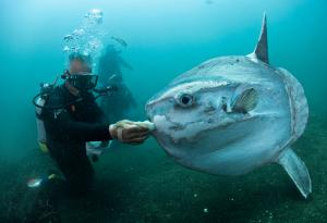 Най-тежката костна риба