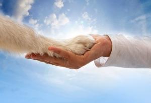 Кучетата са връзката ни с рая