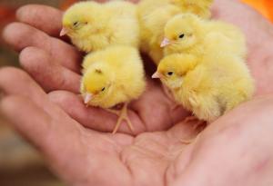 Генна технология дава решение на проблема с умъртвяването на мъжките пилета