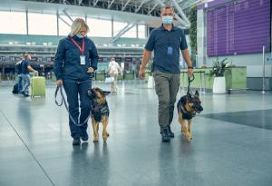 Кучетата могат да засичат над 90% от случаите на COVID-19, дори асимптоматичните