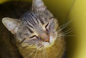 Учени: Бавните мигания наистина работят при общуването с котките