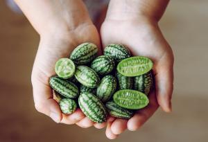 Защо “африканската краставица” може да предизвика интереса на българските фермери?