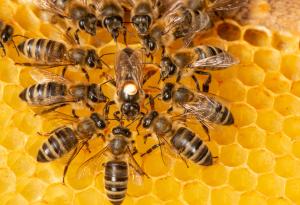 Разкриха защо пчелите извършват "дворцови преврати"