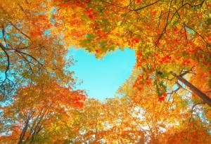 До около 1500 г. есента е била наричана жътва: 10 любопитни факта за есента