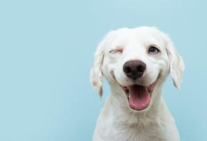 3 симпатични причини защо кучето ви намига