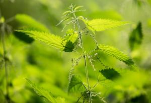 Копривата и нейните възможности за справяне с парниковите газове