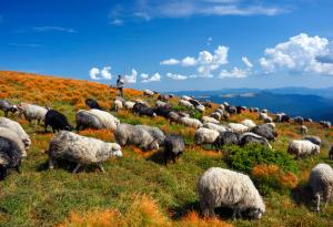 Виц: Разликата между политика и овчаря