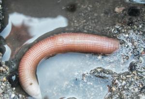 Да, съществува такова чудо като "риба-пенис"