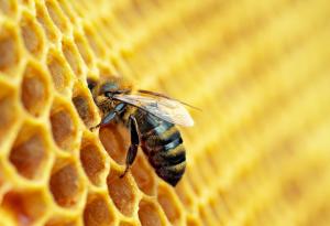 В Португалия откриха мумифицирани пчели от времето на фараоните