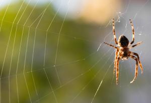 Паяжините вероятно изпълняват ролята на изключително чувствителни външни тъпанчета