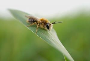 Полуестественото отглеждане на пчелите зидарки – стратегия за запазване на популацията в условията на променящ се климат