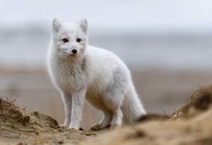 Две трети от популациите на животни и растения губят генетичното си разнообразие