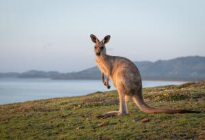 Защо кенгурата скачат? Учени разкриха тайната на еволюцията им