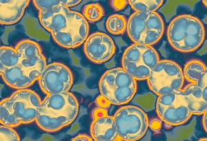 Потенциалните опасности, които крият подсладителите