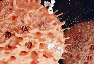 Откриха естествен протеин, които спира алергиите и автоимунните заболявания