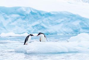 Намаляването на популациите на пингвини може да влоши изменението на климата