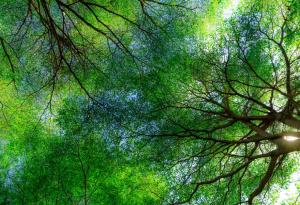 За възстановяването на увредените екосистеми или защо не можем просто да засадим 1 трилион дървета?