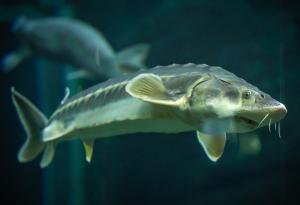 Ще се завърне ли есетрата в Каспийско море?