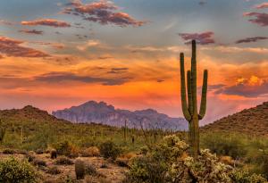 Кактусите от вида сагуаро в Аризона се преобръщат заради рекордните температури