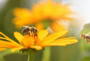 Колумбийски изследователи създадоха растителна добавка за защита на пчелите от инсектициди 