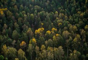 Британски спътник ще създаде 3D карта на горите на Земята