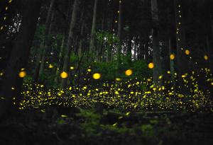 Светлинното замърсяване пречи на светулките