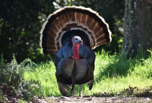 Истинските причини, поради които не ядем пуешки яйца