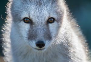 Козина, по-дебела и от най-дебелия кожух