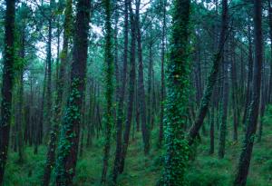 Мит: За да спрем глобалното затопляне, просто трябва да посадим повече гори