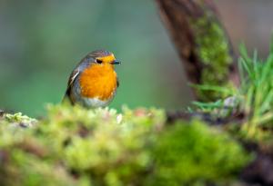 Мобилно приложение разпознава птиците по звуците, които издават
