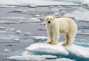 Загубата на арктическите летни ледове в следващите 30 години е „неизбежна“