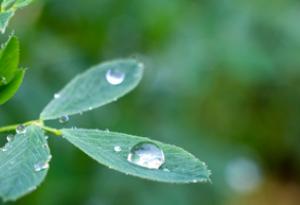 Отгледаха люцерна в марсианска почва