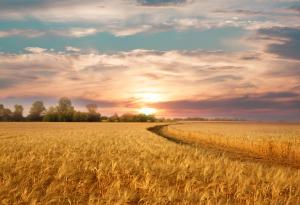 Kартографираха местата, на които в древността са виреели предшественици на земеделските култури