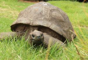 Запознайте се със 190-годишния Джонатан – най-старата костенурка в света