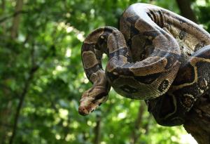 Някои змии могат да изкарват цяла година без храна. И вече знаем защо