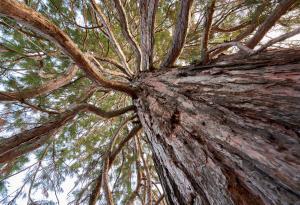 Кората на дърветата – скрит съюзник в борбата с изменението на климата