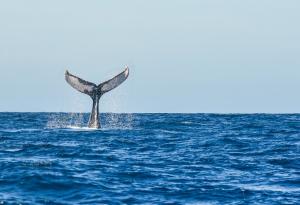 Мъж се натъква на кит, който сякаш е замръзнал на едно място (видео)