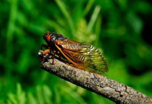 Древните цикади са били значително по-тихи насекоми