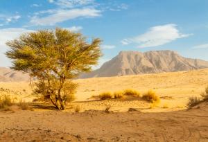 За първи път установиха броя на дърветата, покриващи обширна площ от Африка на юг от Сахара