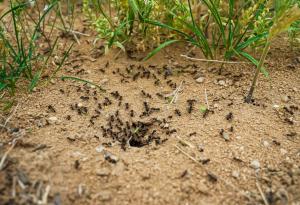 За първи път видяха цяла колония мравки да се преструва на умряла на австралийски остров