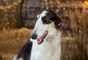 Това са 5-те най-глупави породи кучета