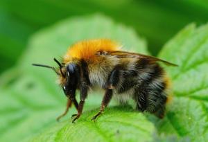 Най-после стана ясно как цариците на земните пчели могат да оцелеят дни под вода