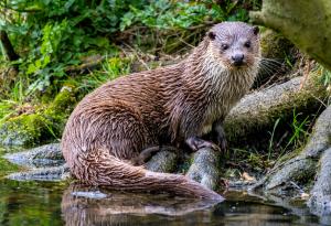 Човекът не е единственият вид на планетата, който използва сечива