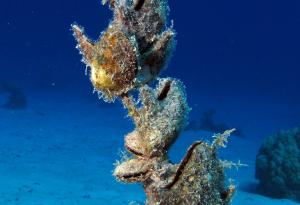 Черупките на стридите са най-широко отворени преди и по време на новолуние