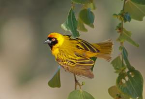 Най-голямата колония