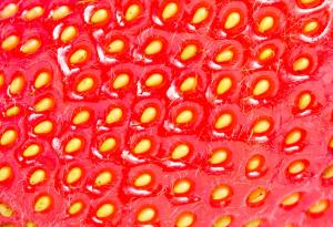 Това видео на ягода, погледната под микроскоп, ще съсипе деня ви