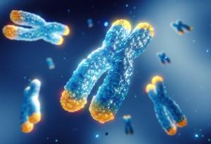 Ново изследване разкрива генетична причина за половите различия при стареенето