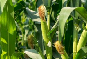 Откриха нов начин за синтез на нишесте и протеини от царевични стъбла