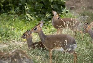 Антилопа под прикритие