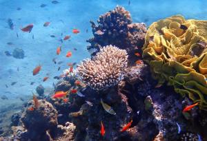 Луната оказва любопитен ефект върху звуците, идващи от кораловите рифове